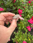 Albino Florida Snapping Turtle 2026