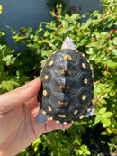 Ornate Diamondback Terrapin Female