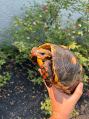 Red Foot Tortoise Adult Female