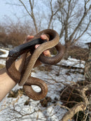 Eastern Coach Whip Adult Female