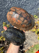 Reeves Turtles Adult Pair