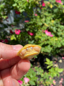 Albino Yellow Bellied Slider Turtle Female