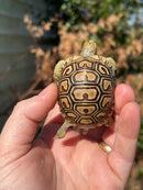 Leopard Tortoise 2024