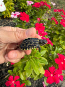 HI YELLOW Florida Box Turtle