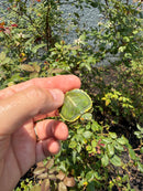 Pastel Picasso Red Eared Slider Turtle