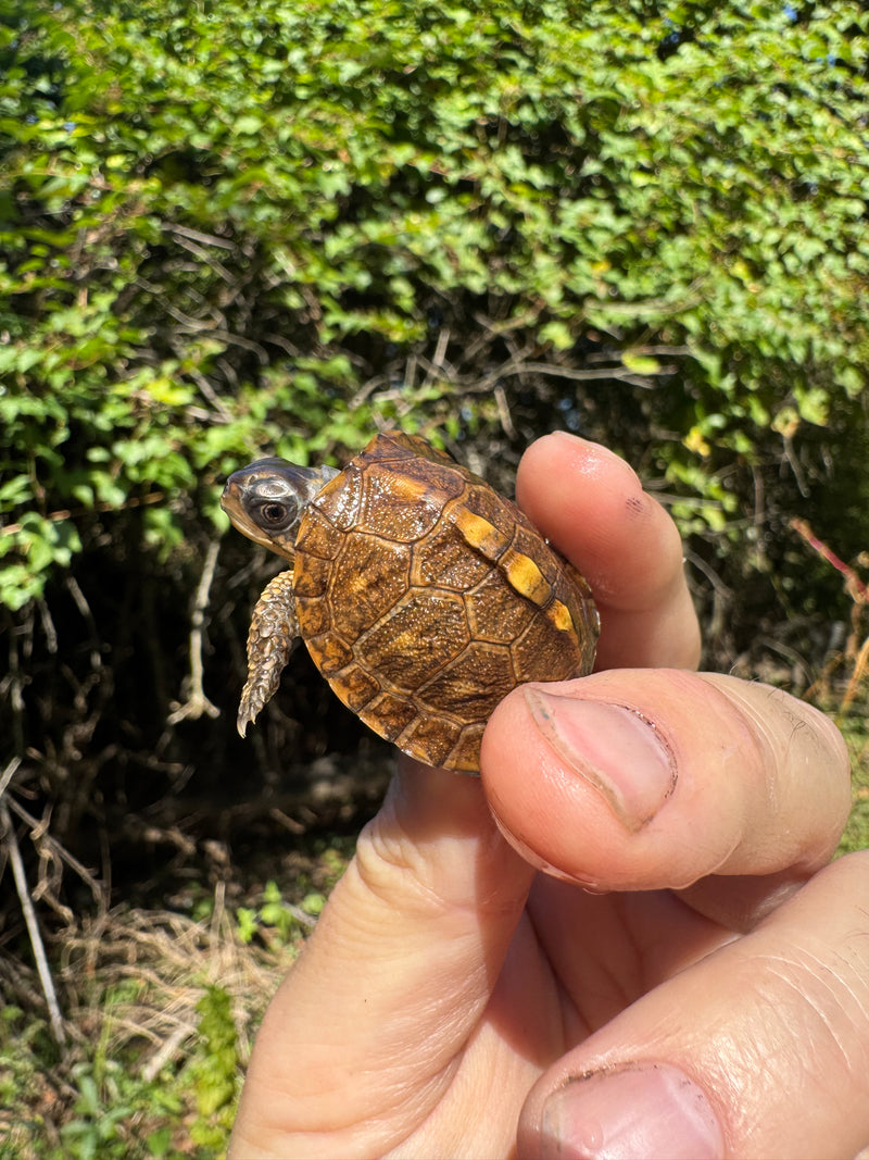 Hi Color Orange Baby Eastern Box Turtle