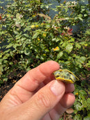 Pastel Clown Red Eared Slider Turtle