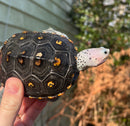 Ornate Diamondback Terrapin Female