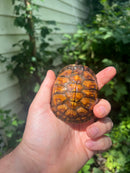 Gulf Coast Box Turtle 2021 Female