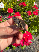 Hi Color Yellow Baby Eastern Box Turtle