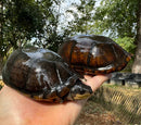 White Lipped Mud Turtle Adult Pair