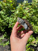 Adult Northern Diamondback Terrapin Male
