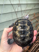 Flowerback Ornate Diamondback Terrapin Male