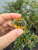 Golden Flame Florida Red Bellied Turtle 2026