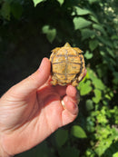 Pancake Tortoise Baby