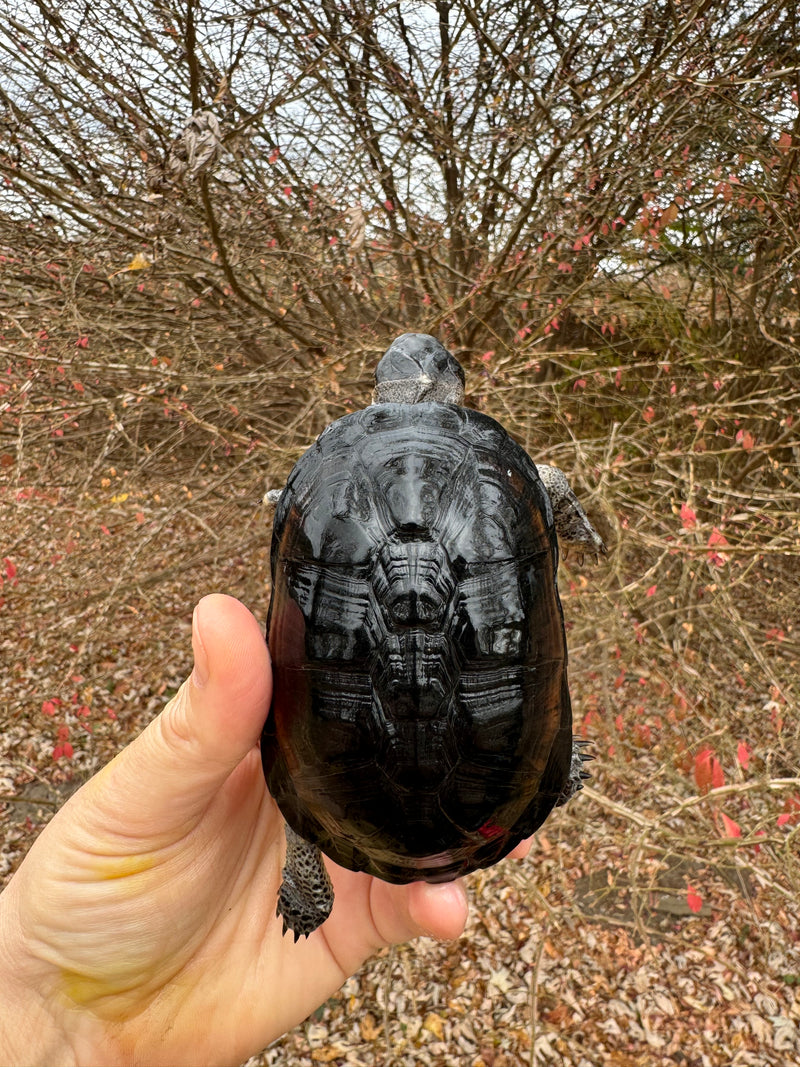 African Dwarf Mud Turtle Adult Female