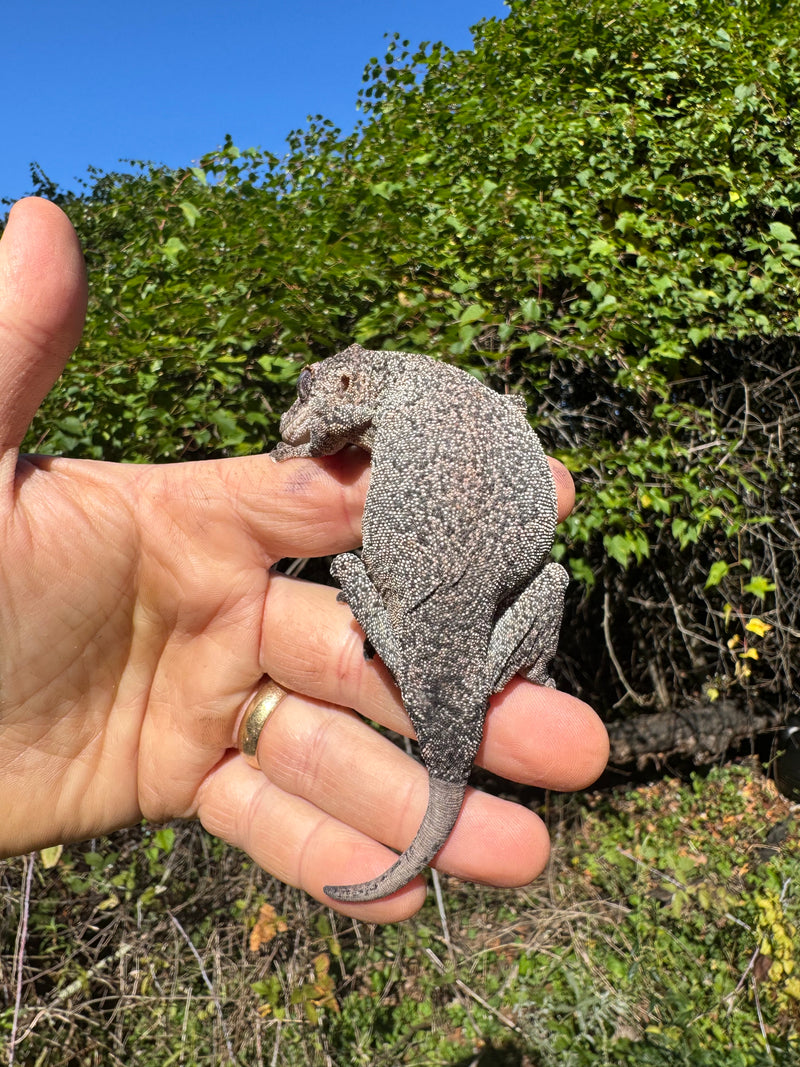 Gargoyle Gecko Adult Female