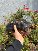 Red Foot Tortoise Adult Male