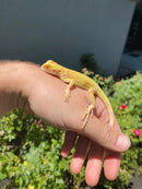 Crimson Red Albino Green Iguana 2026