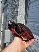 Super Red Northern Red Bellied Turtle Adult Female