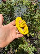 Biak Green Tree Python Yellow Neonate