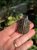 HI YELLOW Florida Box Turtle Baby