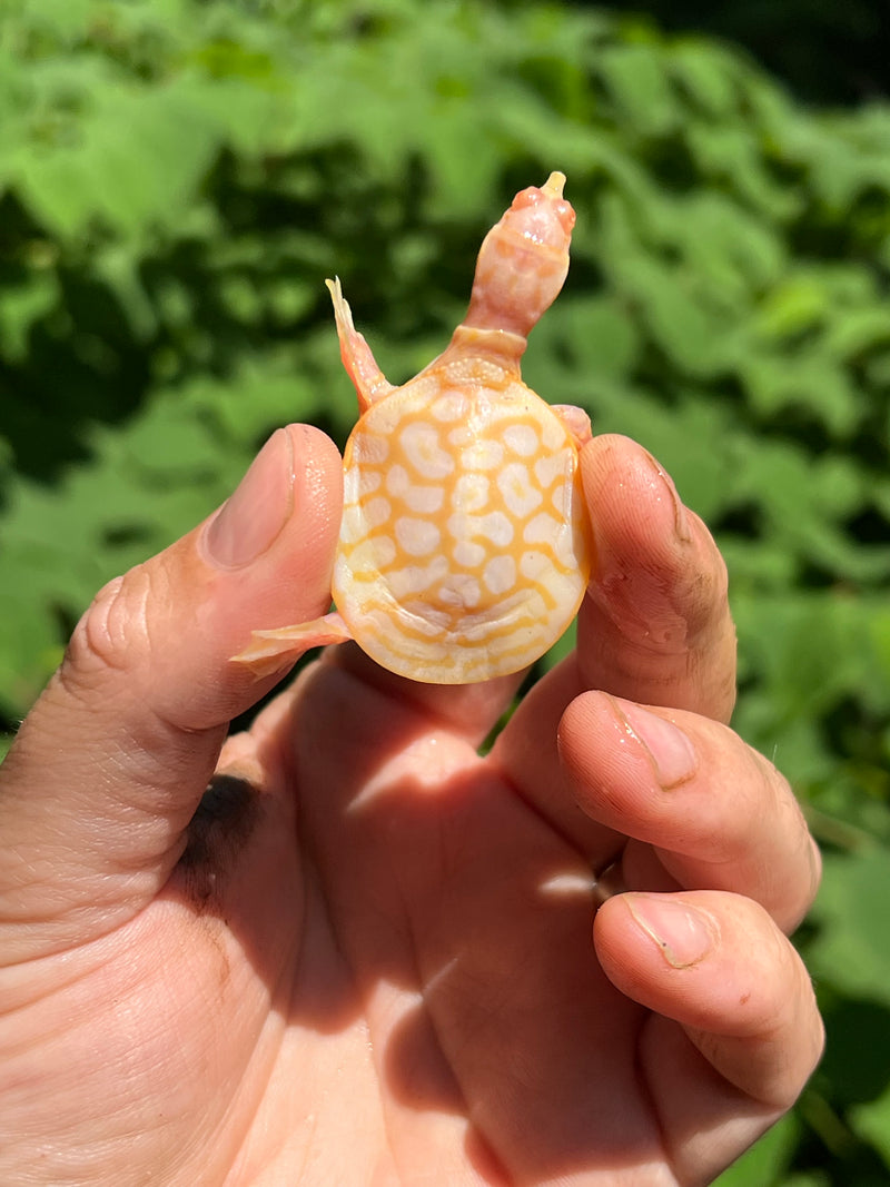 Albino Florida Softshell 2024