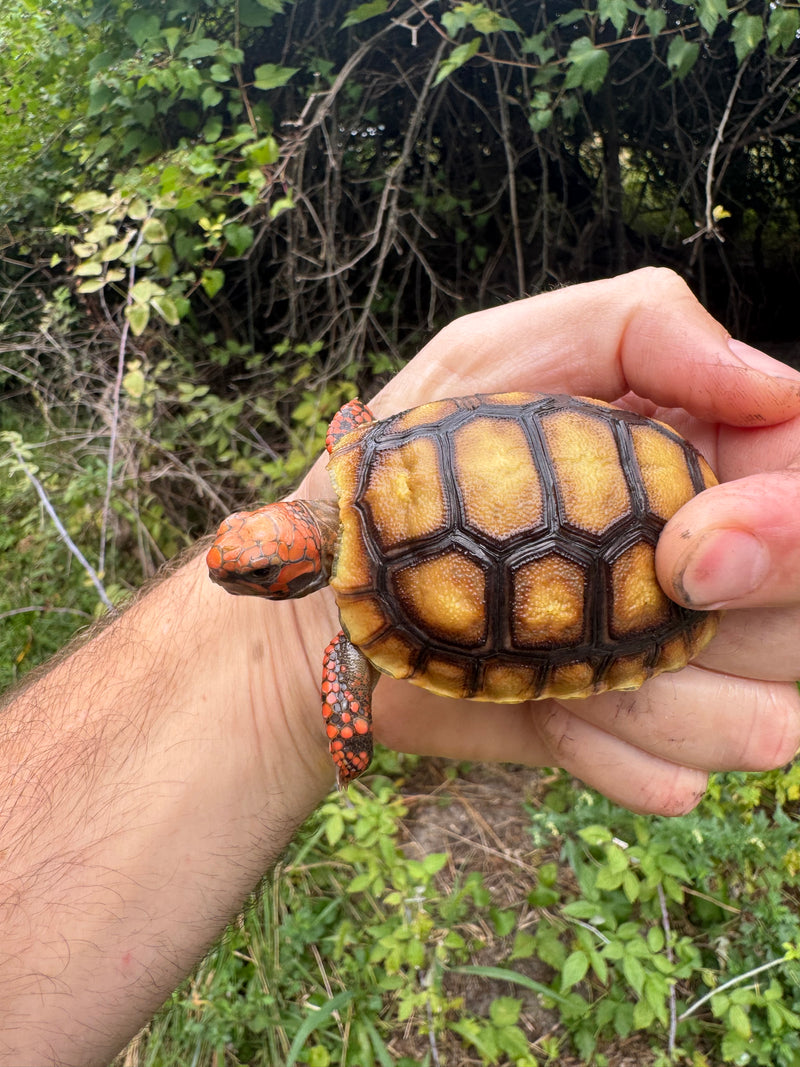 Cherrybomb Red Foot Tortoise Baby 2025