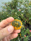 Golden Flame Florida Red Bellied Turtle 2026