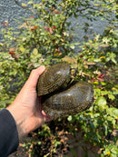 Sicilian Pond Turtle Adult Pair
