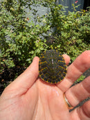 Florida Red Bellied Turtle X Peacock Slider