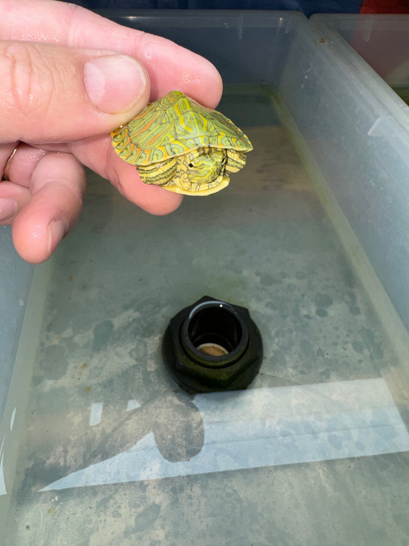 Hi Red Line Bred Pastel Red Eared Slider Turtle 2024