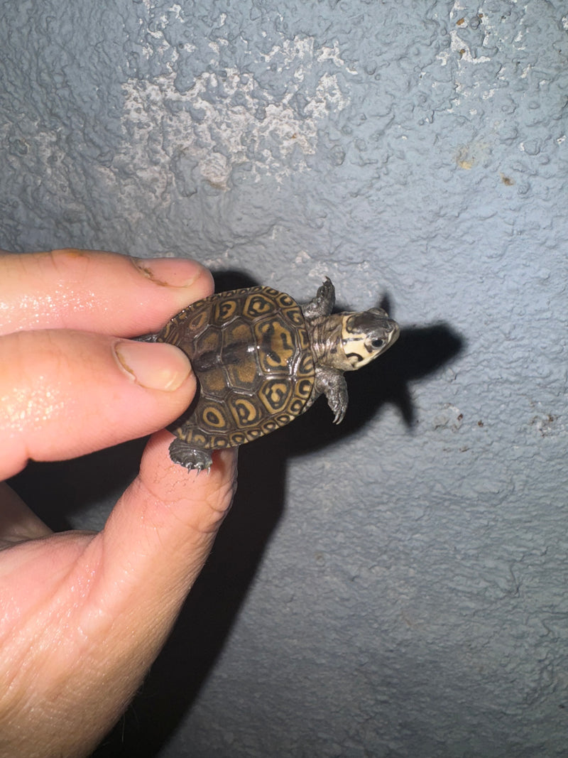 Hi White Concentric Diamondback Terrapin 2024