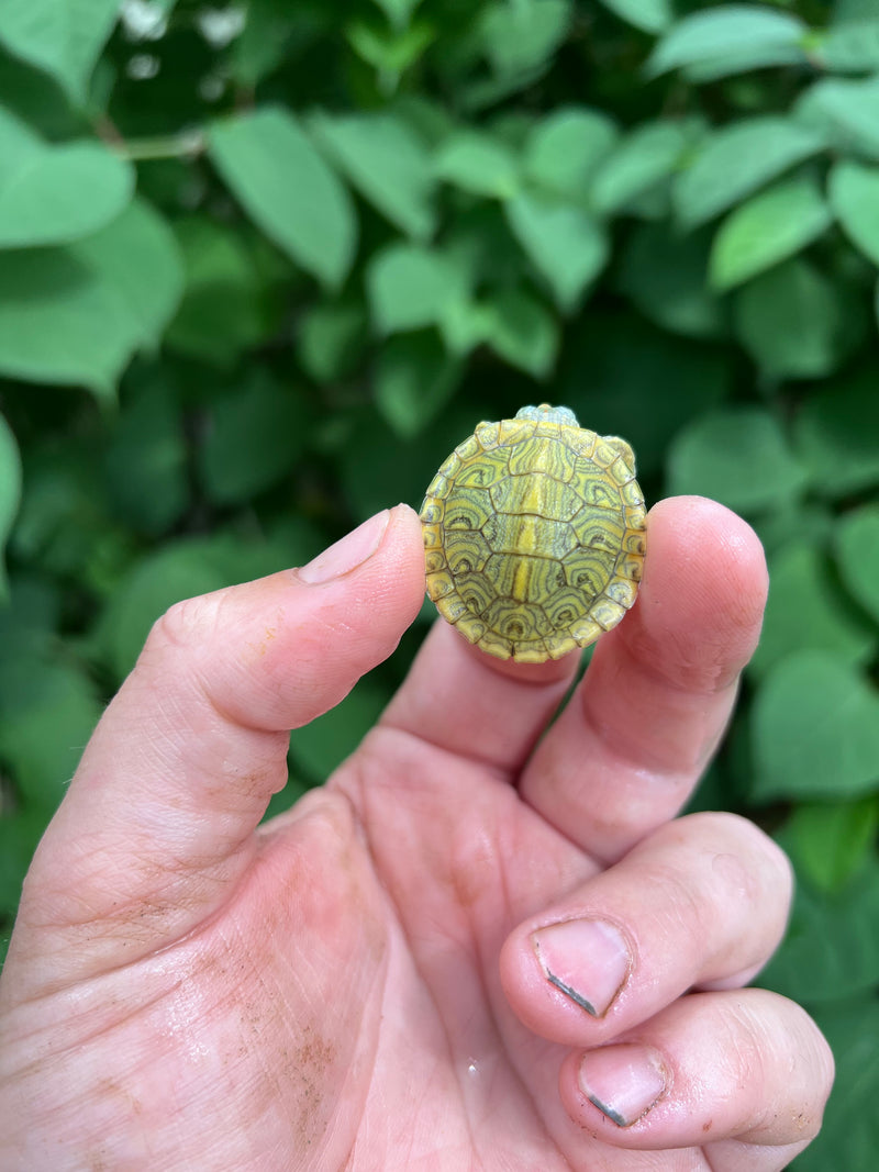 Pastel Clown Red Eared Slider Turtle 2024