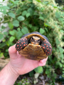 Colombian Clownface Redfoot Tortoise 2021