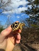 Sri Lankan Star Tortoise 2024