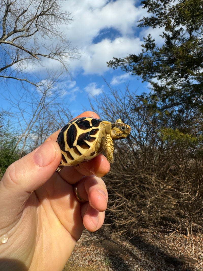 Sri Lankan Star Tortoise 2024