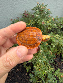 Bourret's Flowerback Box Turtle 2026