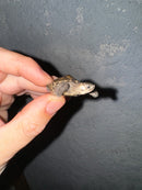 Hi White Concentric Diamondback Terrapin 2024