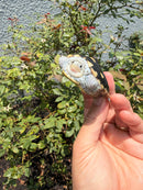 Ornate Diamondback Terrapin Female