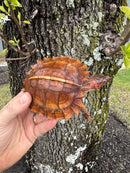 Spiny Hill Turtle CB 2024