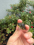 HI YELLOW Florida Box Turtle