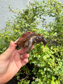 Spiny Hill Turtle CB 2025