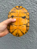 Hybino Red-Eared Slider Adult Female