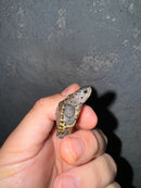 Hi White Concentric Diamondback Terrapin 2024