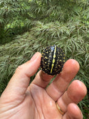 HI YELLOW Florida Box Turtle 2025