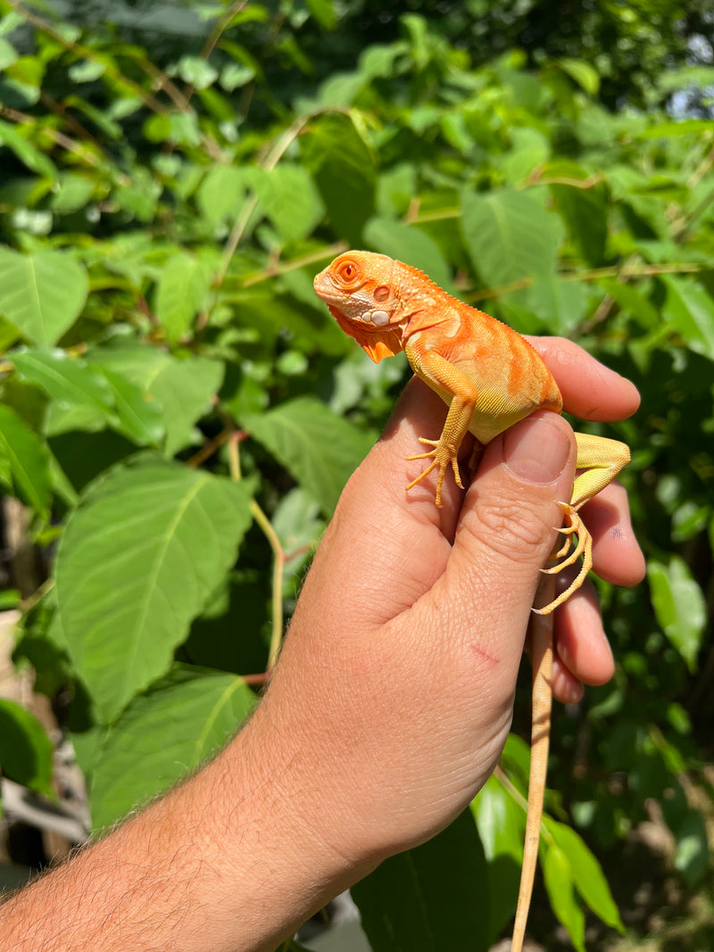 Crimson Red Albino Green Iguana 2024