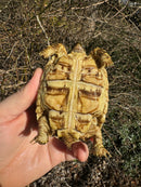 HI WHITE Leopard Tortoise 2024