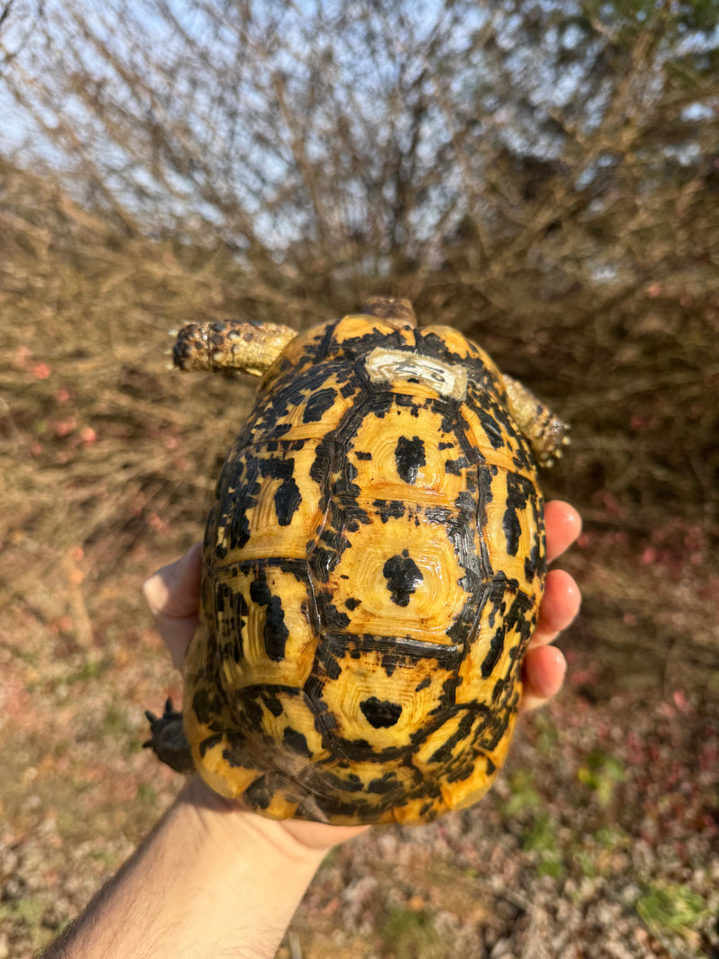 Libyan Greek Tortoise Adult Female