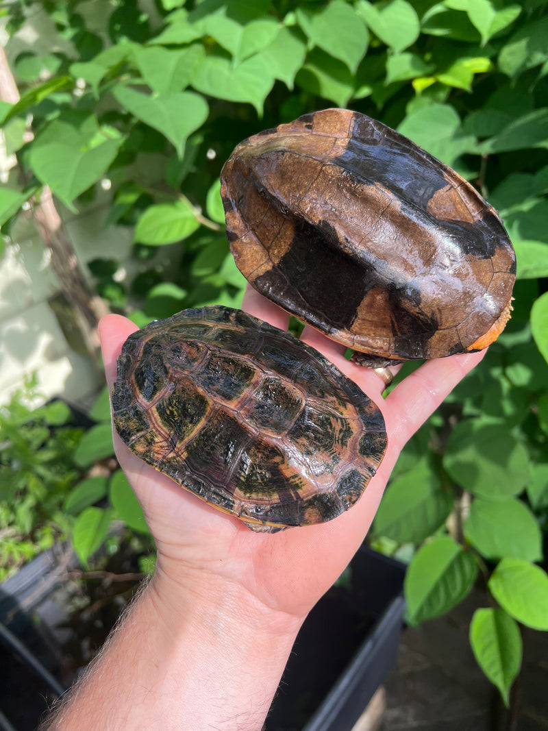 Twist-necked Turtle LTC Pair